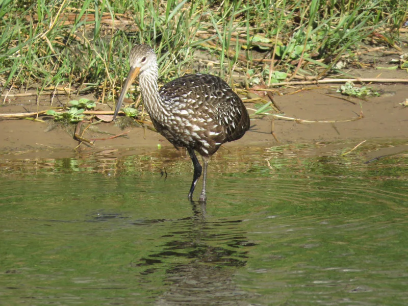 Water Birds of Central Florida — The 21st Century Matriarch